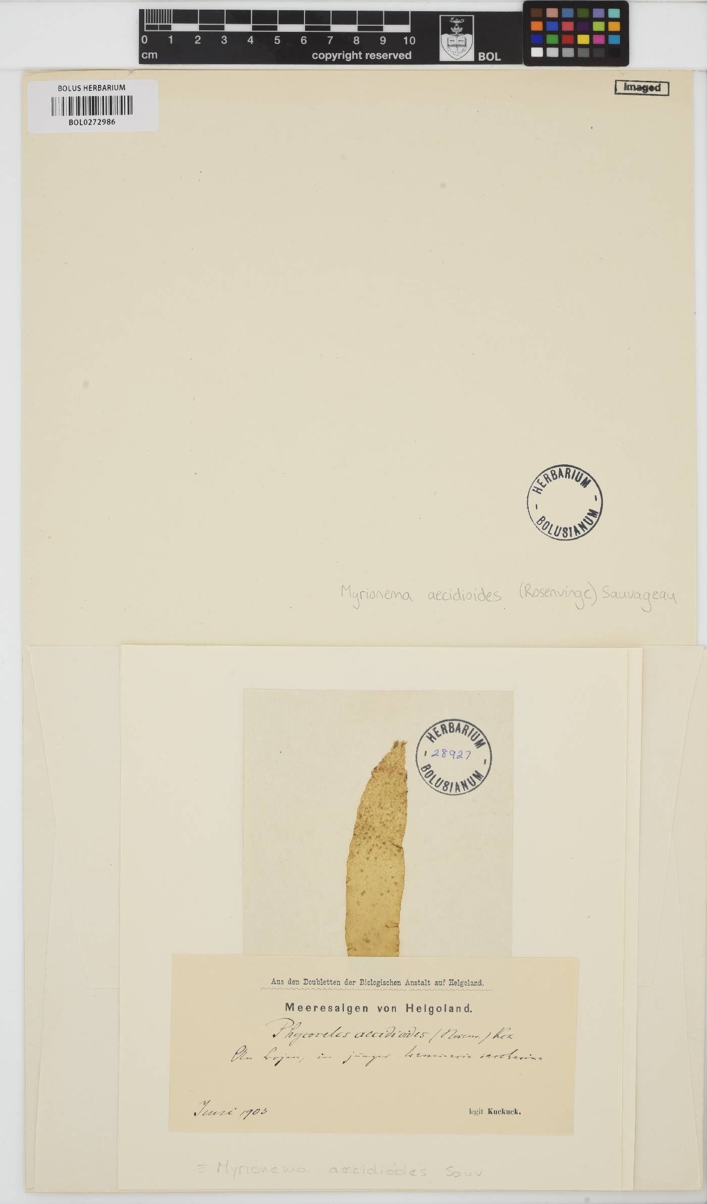 Laminariocolax aecidioides image