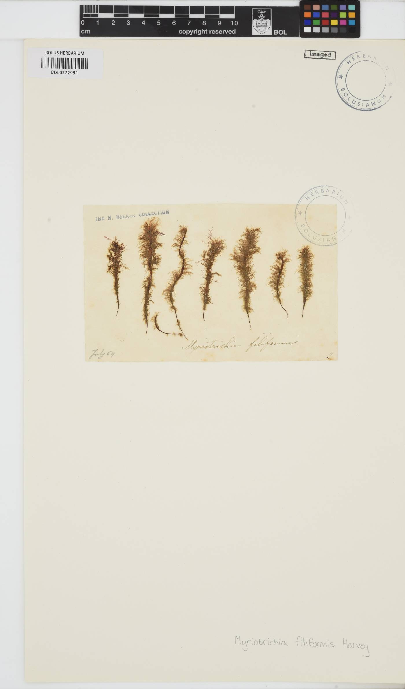 Myriotrichia clavaeformis image