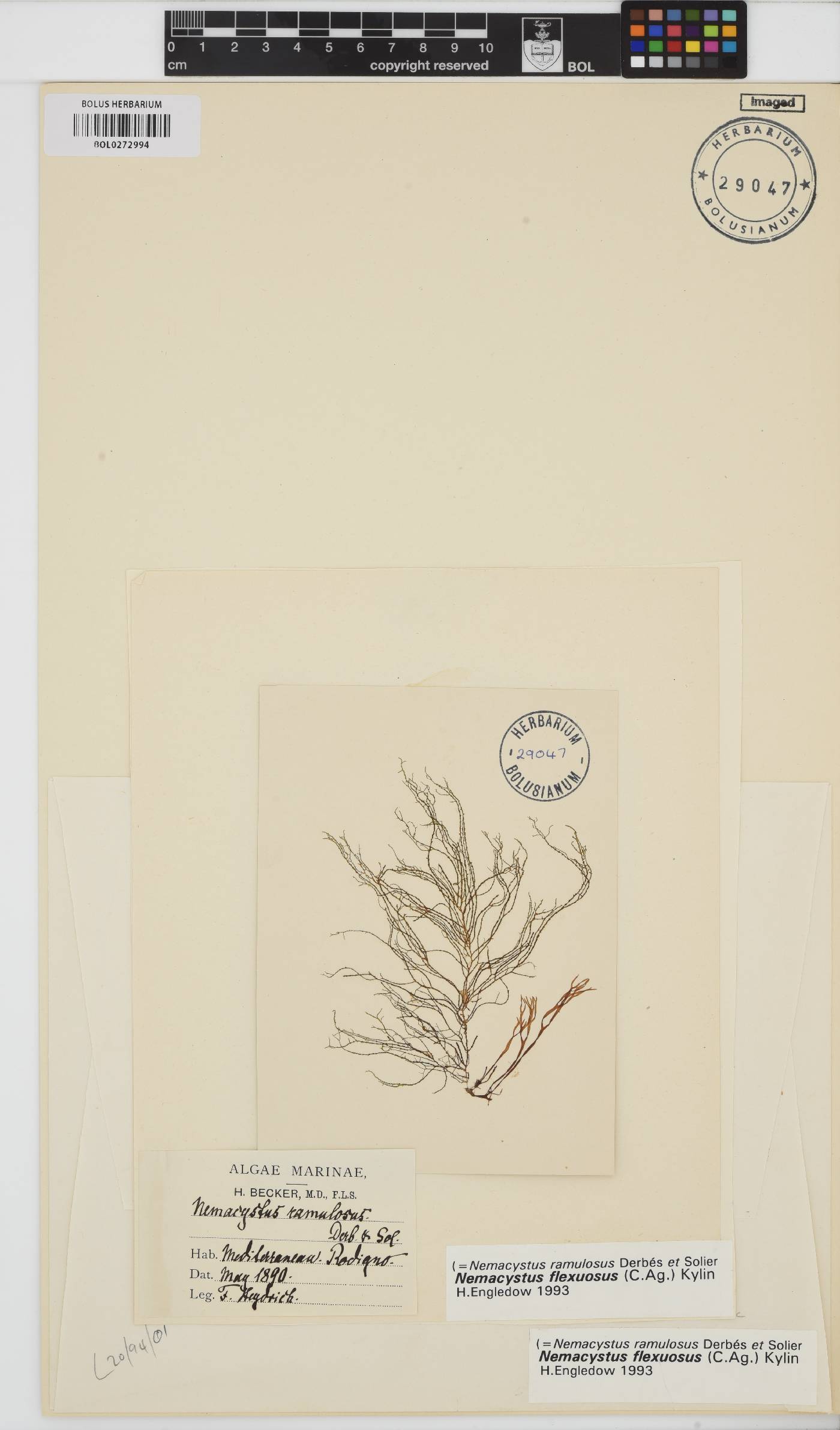 Chordariaceae image