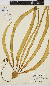 Image of Nereocystis luetkeana