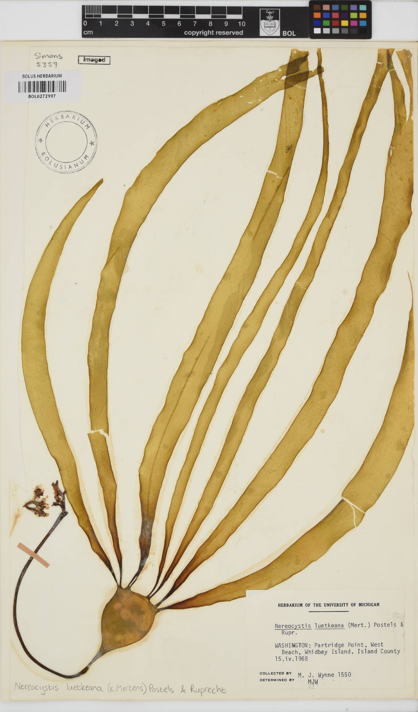 Nereocystis image