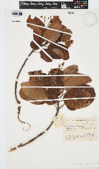 Image of Carpodiptera africana
