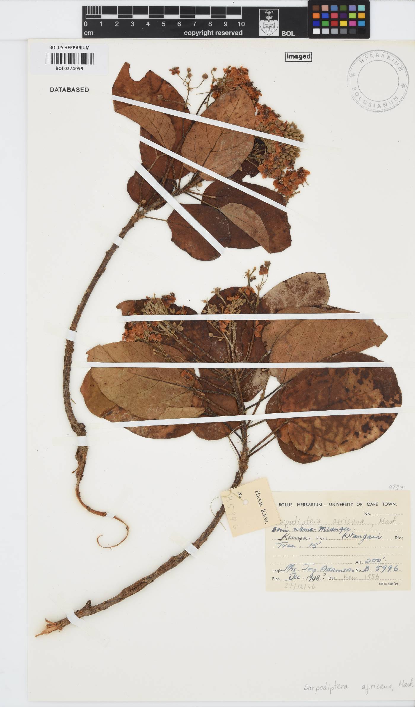 Carpodiptera africana image