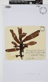Lenormandia spectabilis image