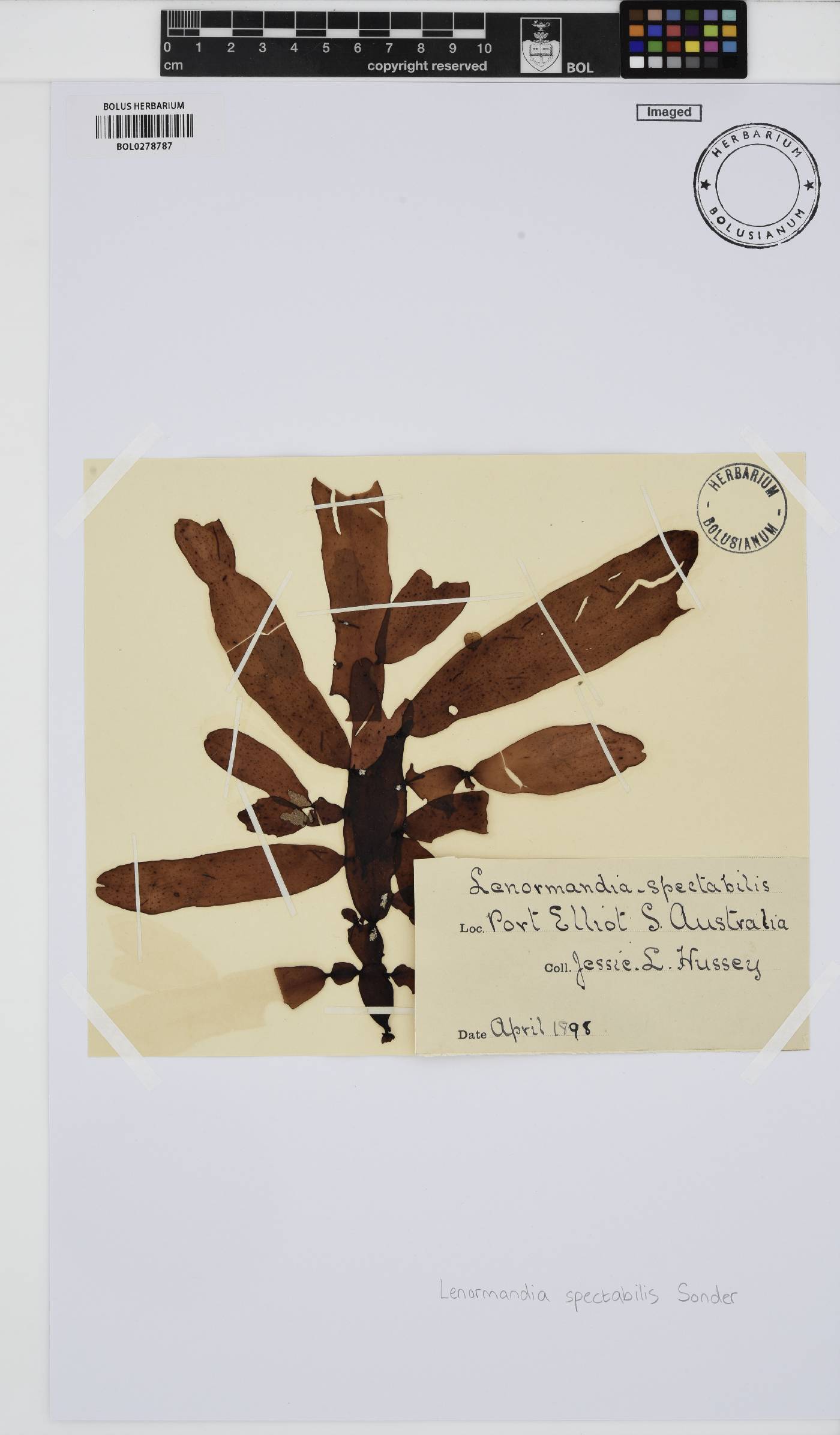 Lenormandia spectabilis image