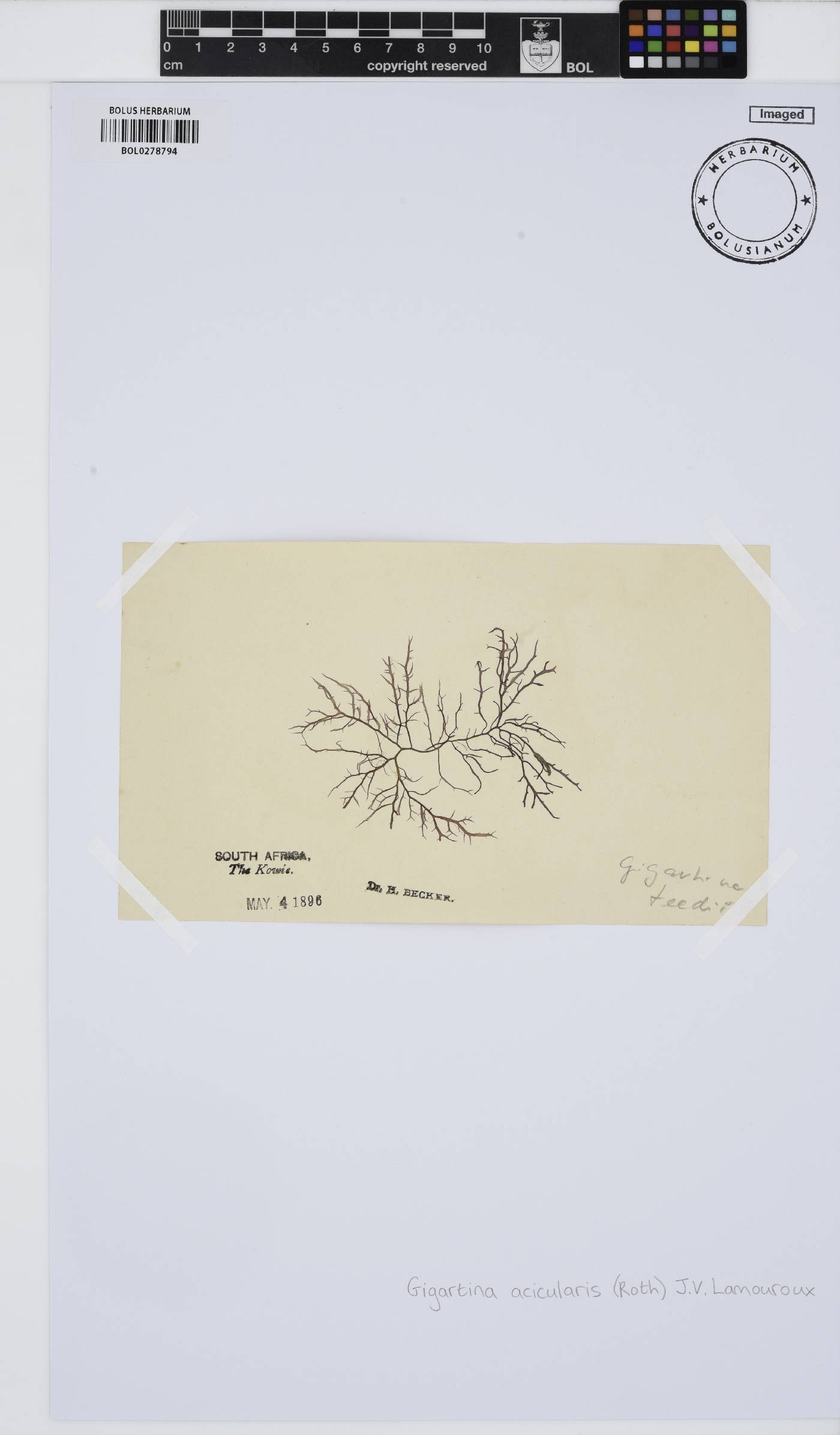 Chondracanthus acicularis image
