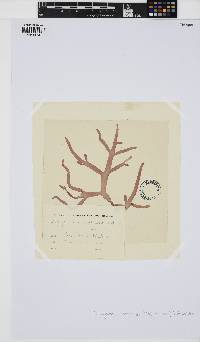 Chrysymenia ventricosa image