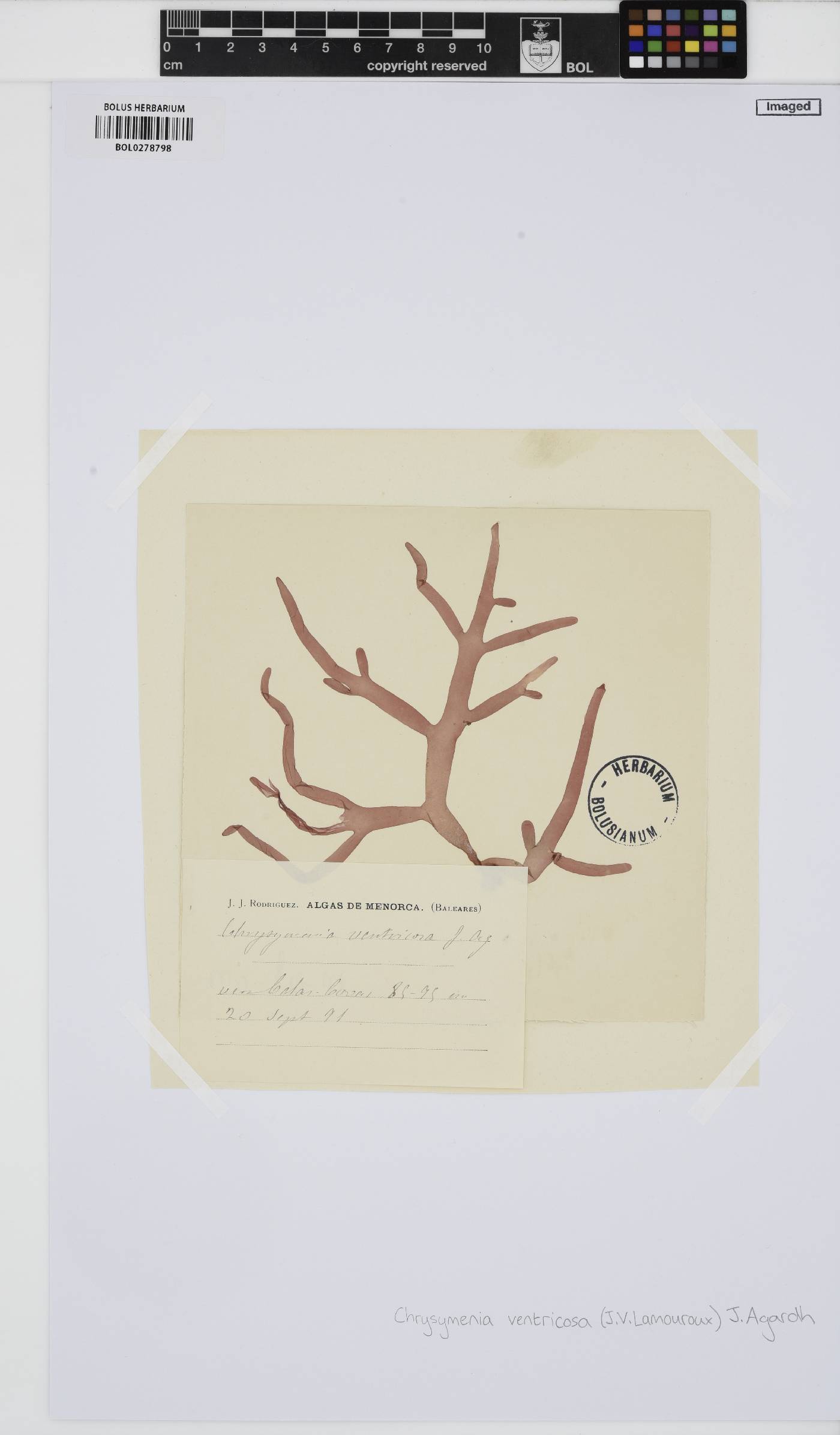 Chrysymenia image