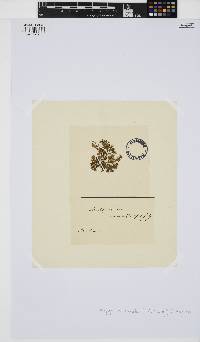 Botryocladia botryoides image