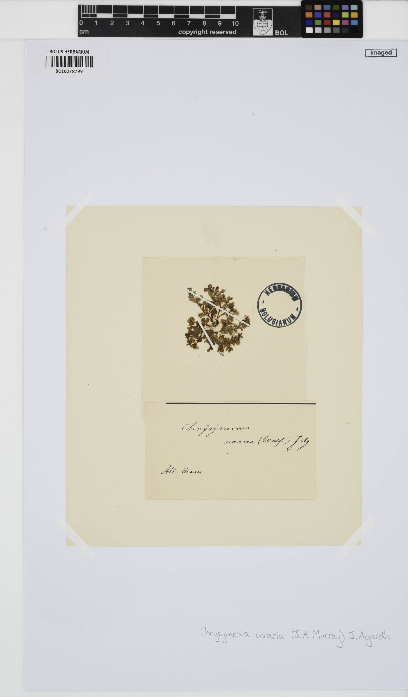 Botryocladia botryoides image