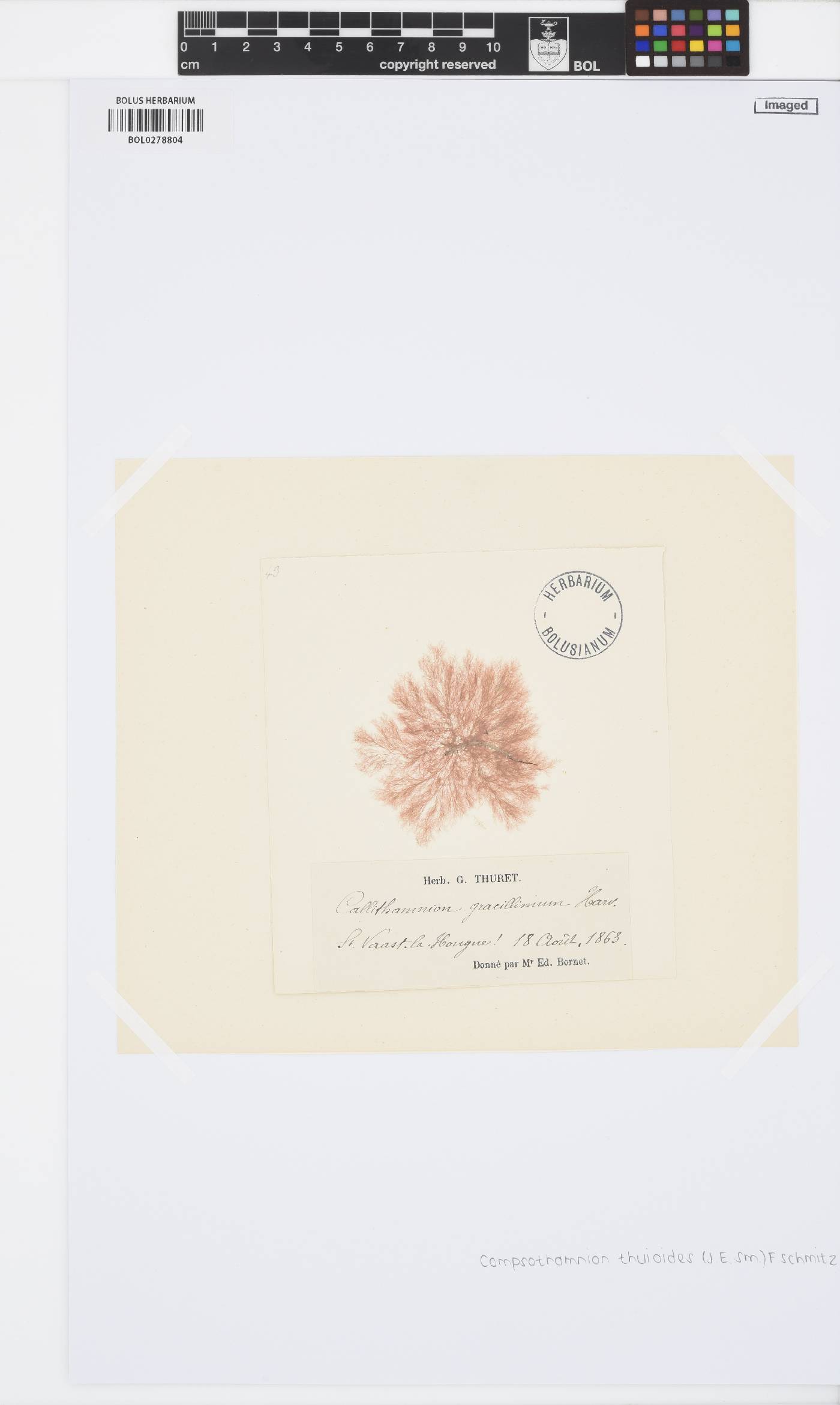 Compsothamnion thuioides image