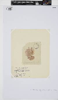 Callithamnion byssoides image