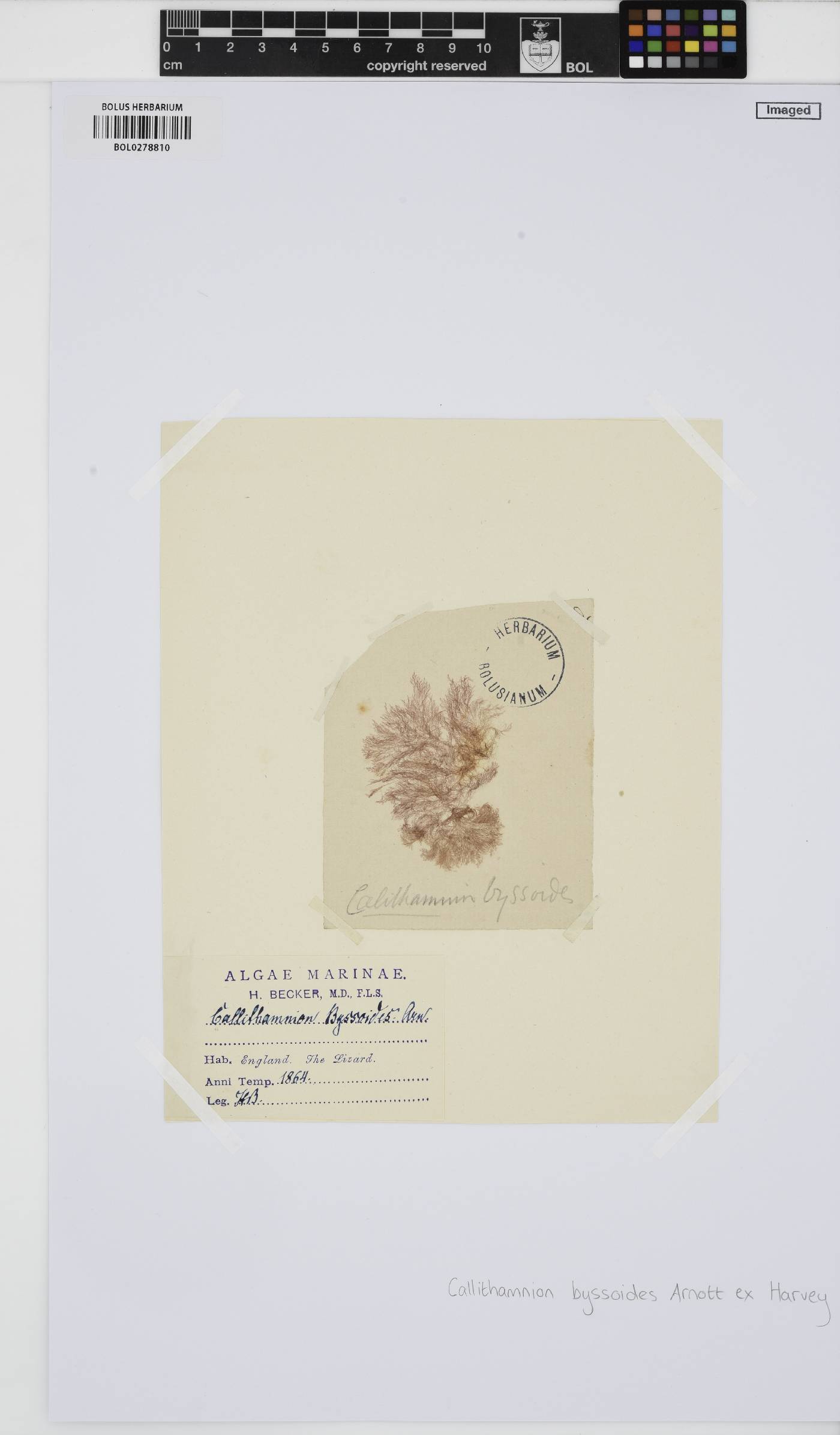 Callithamnion byssoides image