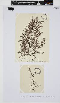 Vertebrata byssoides image