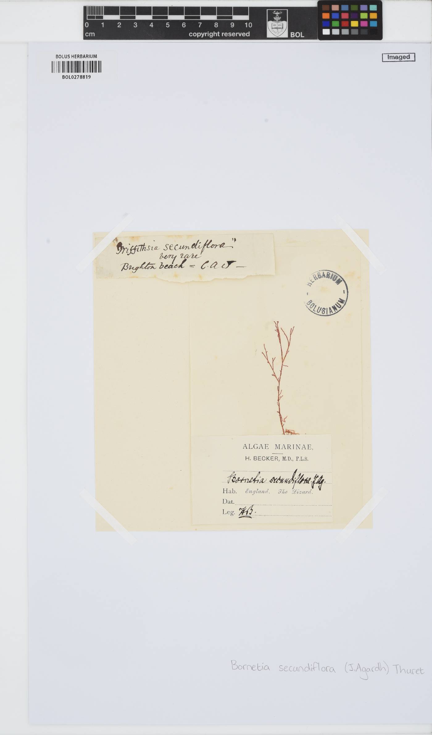 Bornetia secundiflora image