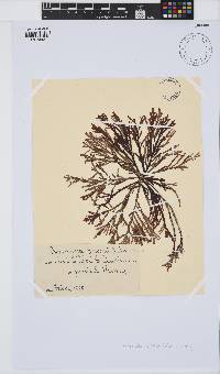 Amansia pinnatifida image