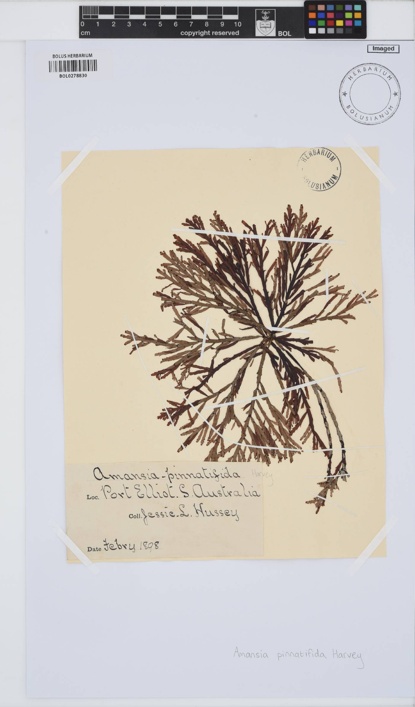 Amansia pinnatifida image