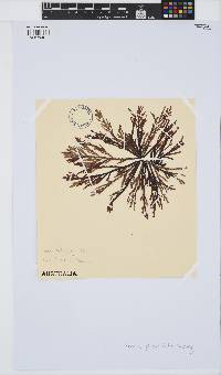 Amansia pinnatifida image