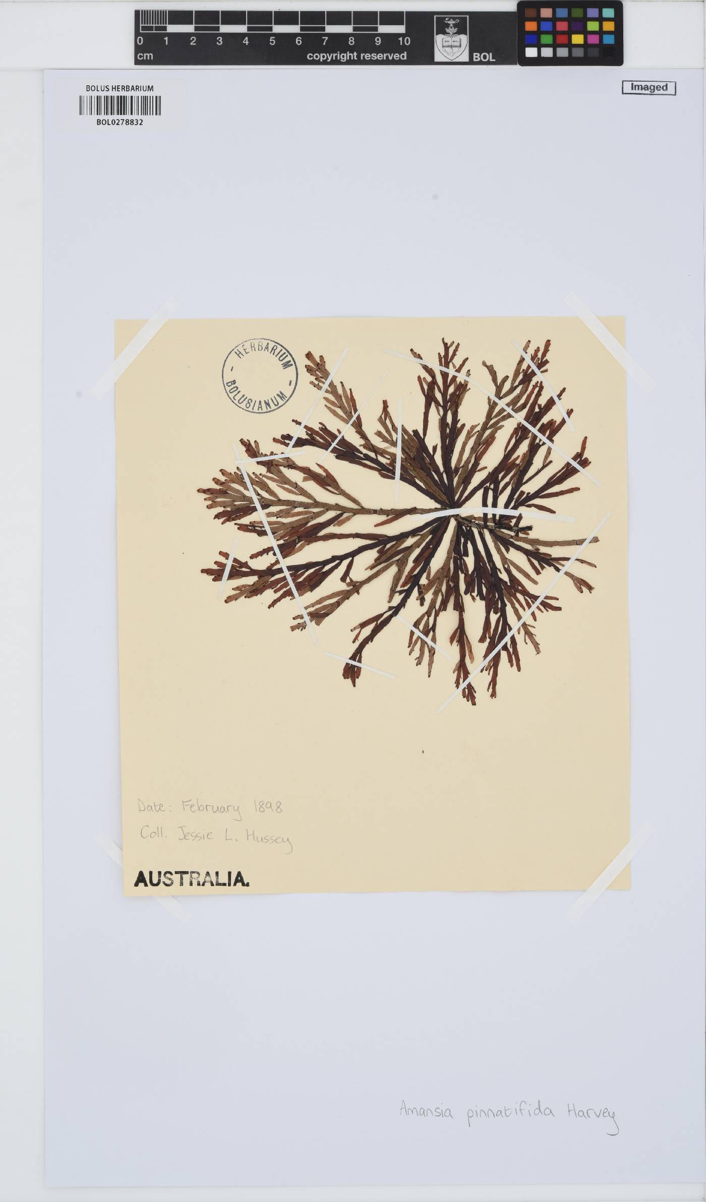 Amansia pinnatifida image