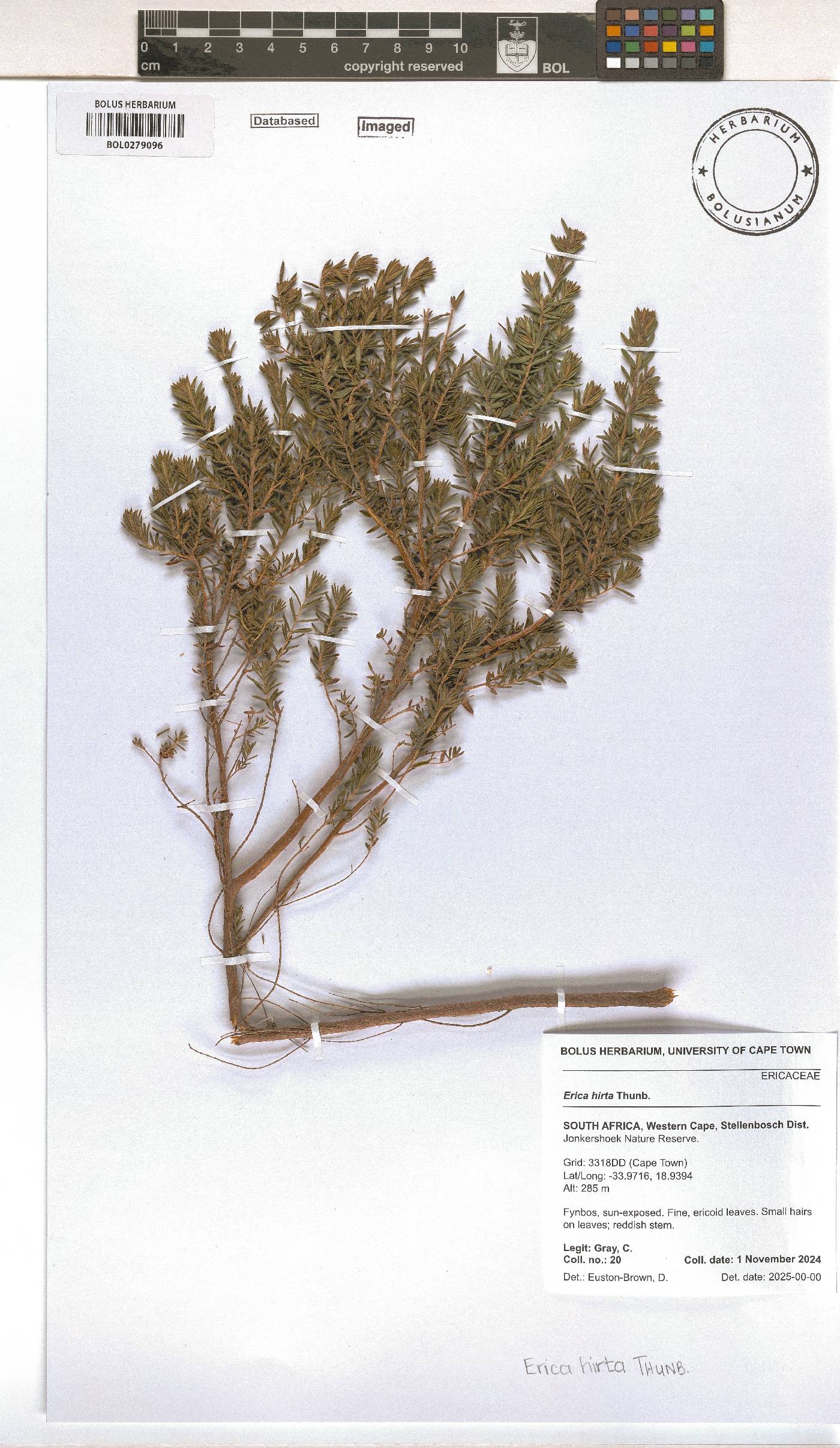 Erica hirta image