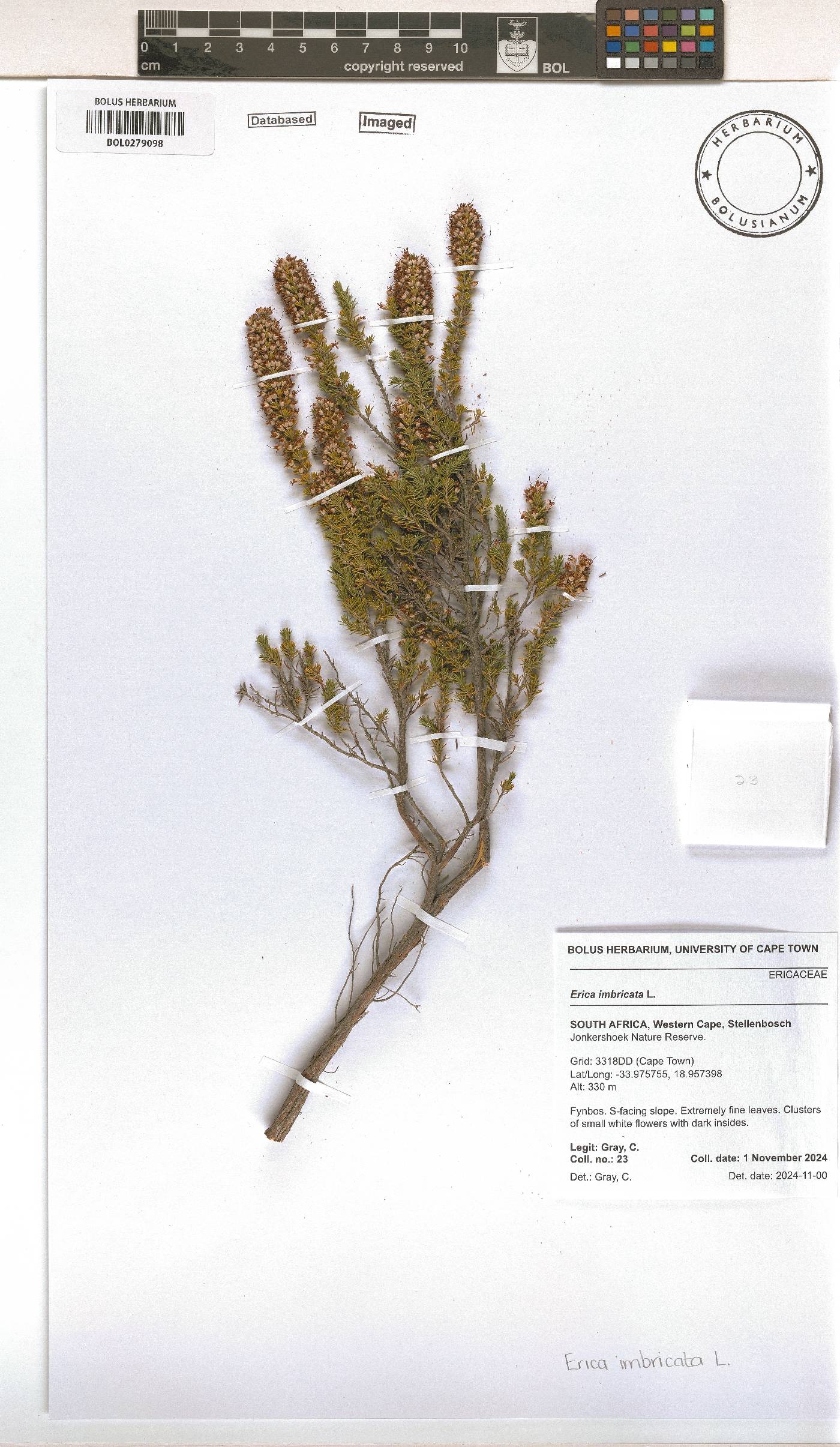 Erica imbricata image