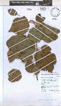 Grewia villosa image