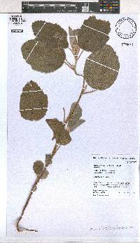 Image of Melhania forbesii