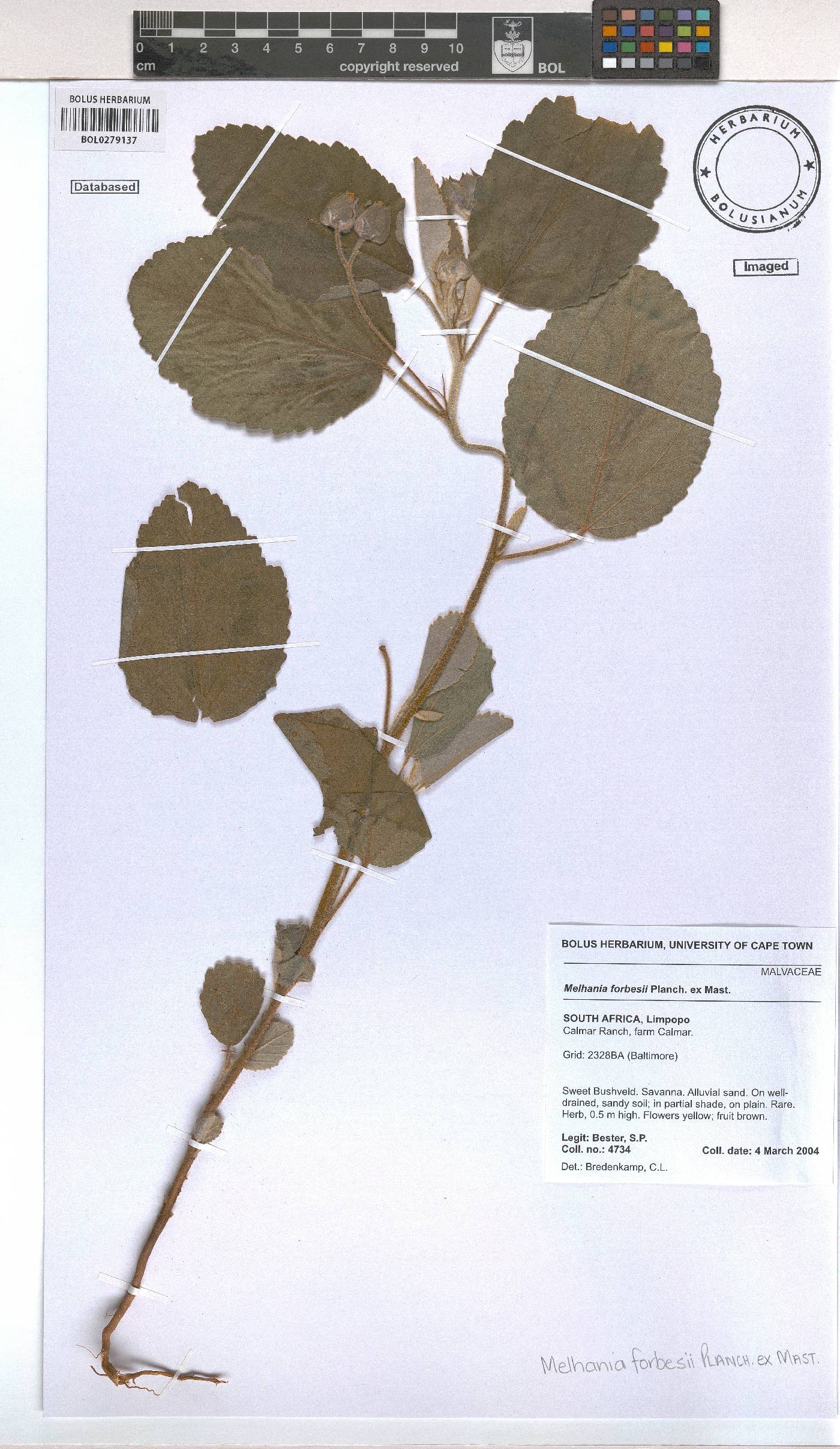 Melhania forbesii image