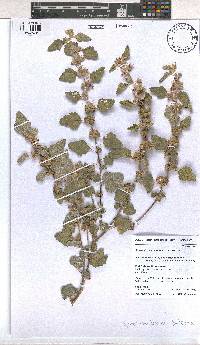 Image of Sphaeralcea bonariensis