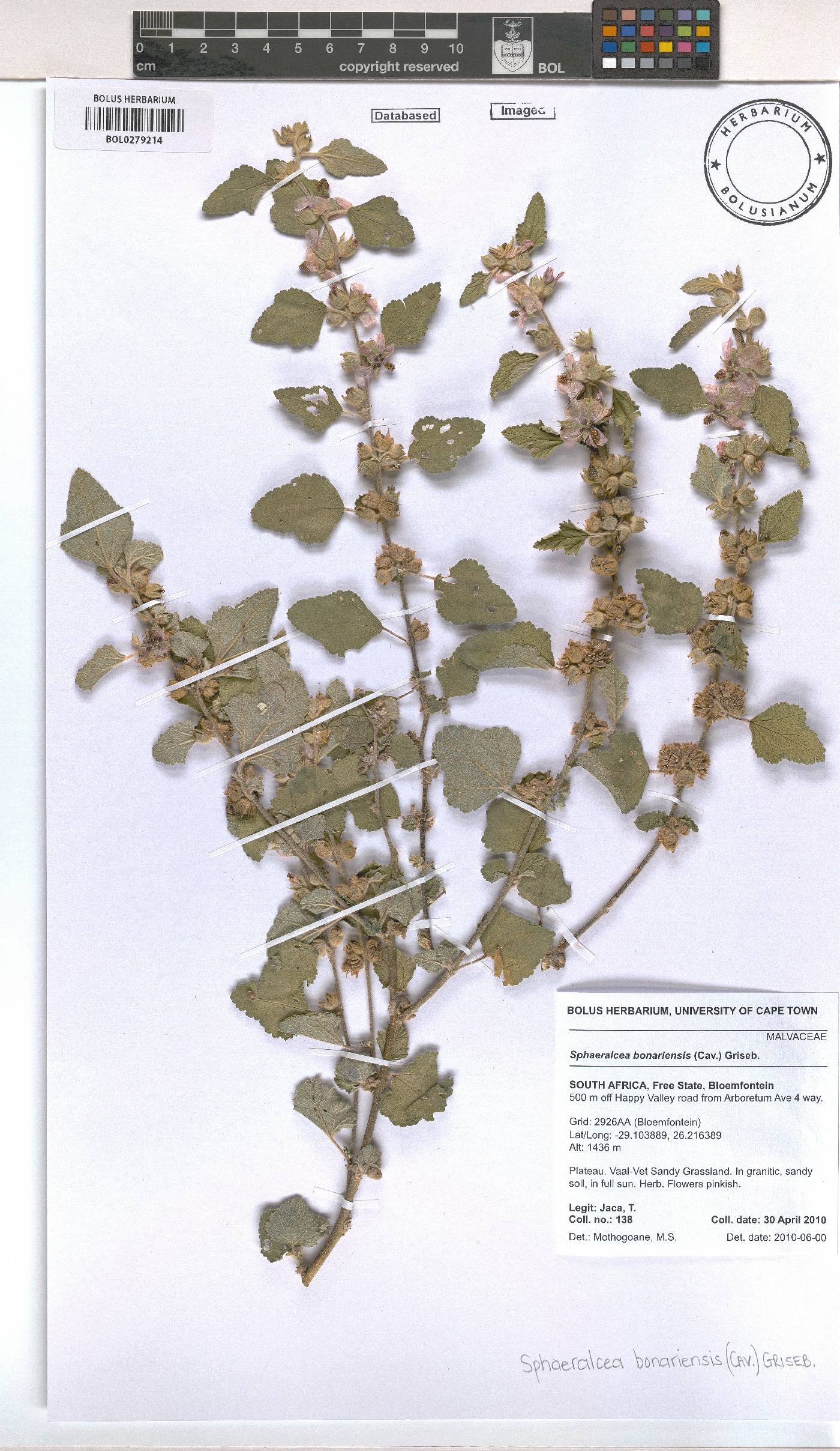 Sphaeralcea bonariensis image