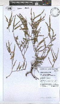 Corchorus asplenifolius image