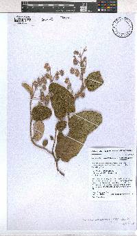 Hermannia cordata image