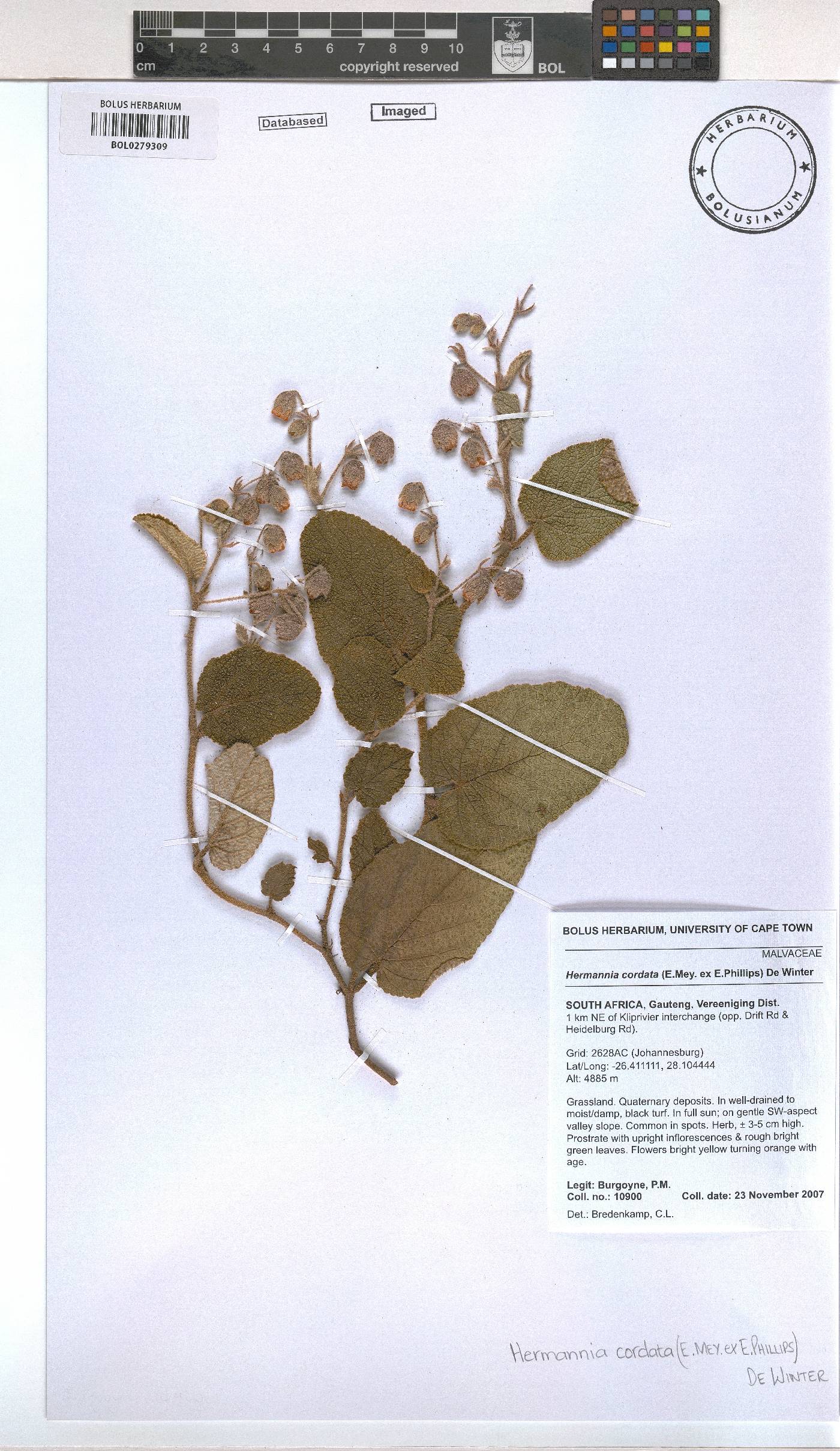 Hermannia cordata image