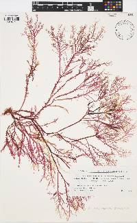 Ptilophora subcostata image