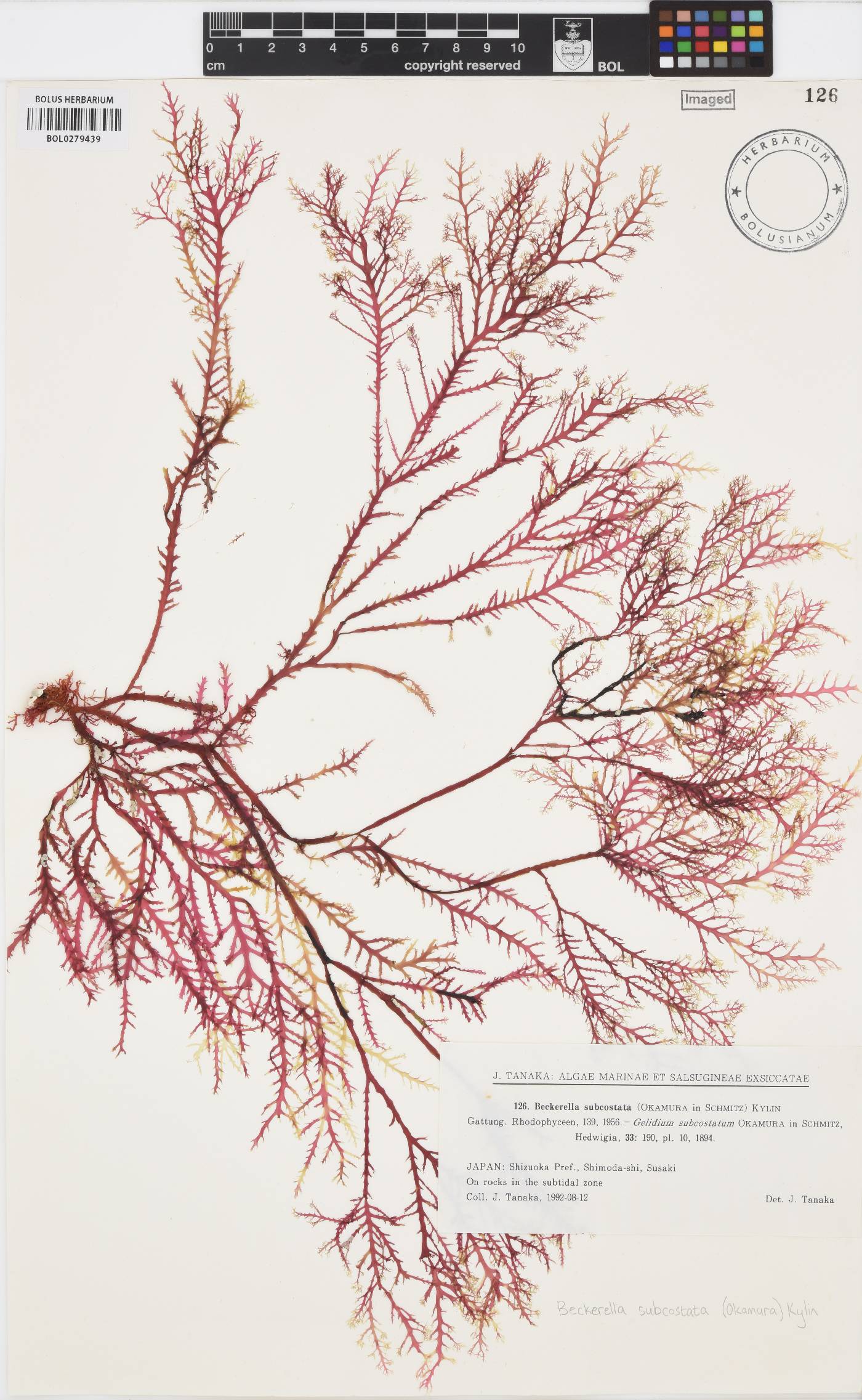 Ptilophora subcostata image