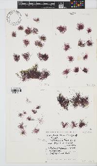 Anotrichium tenue image