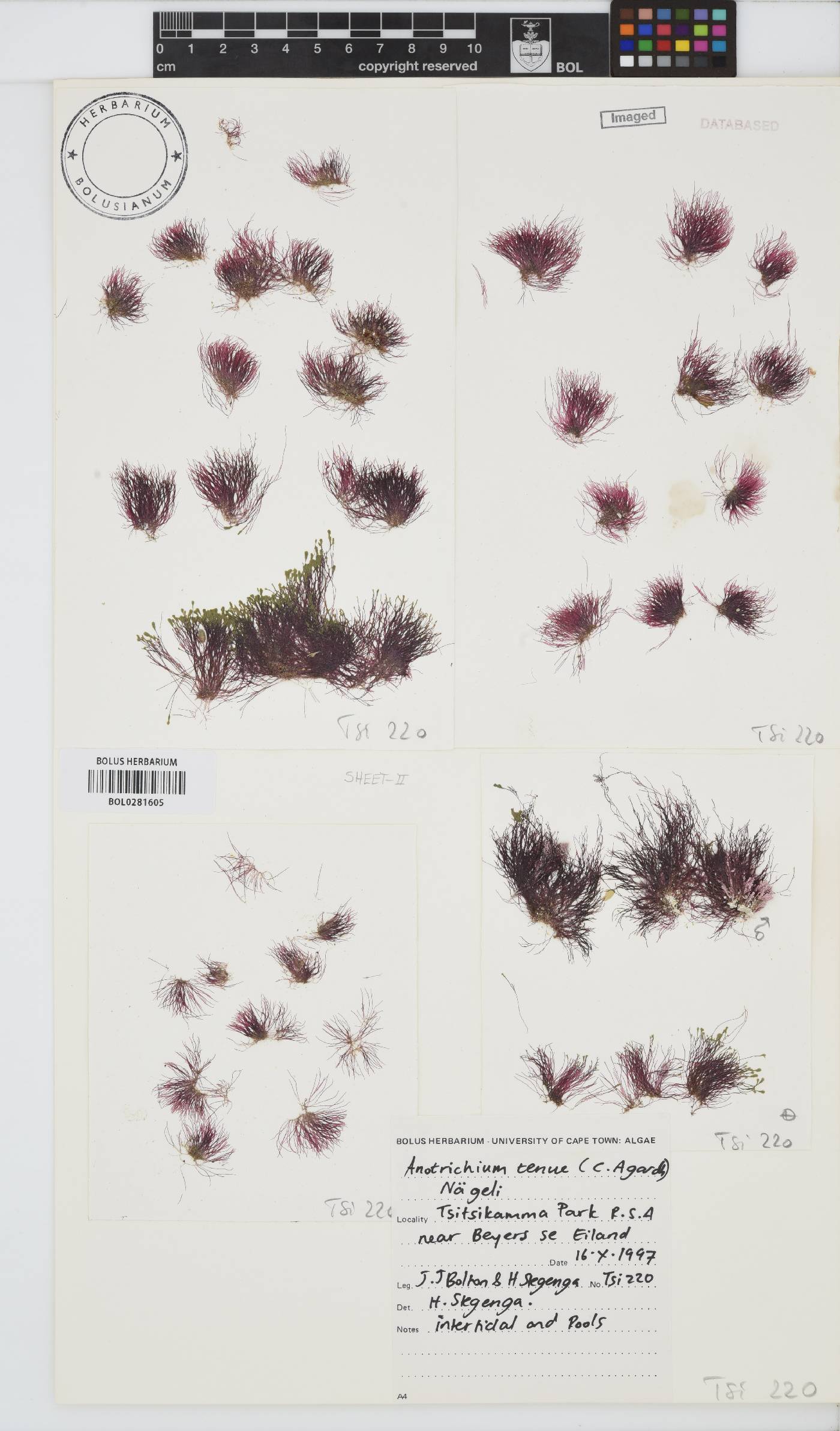 Anotrichium tenue image