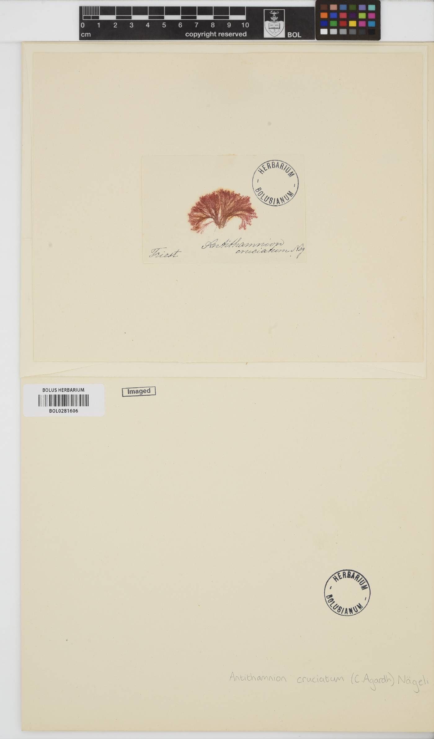 Antithamnion cruciatum image