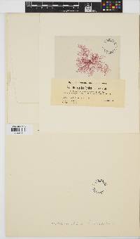 Scagelia pylaisaei image