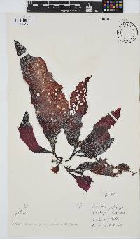 Gigartina polycarpa image