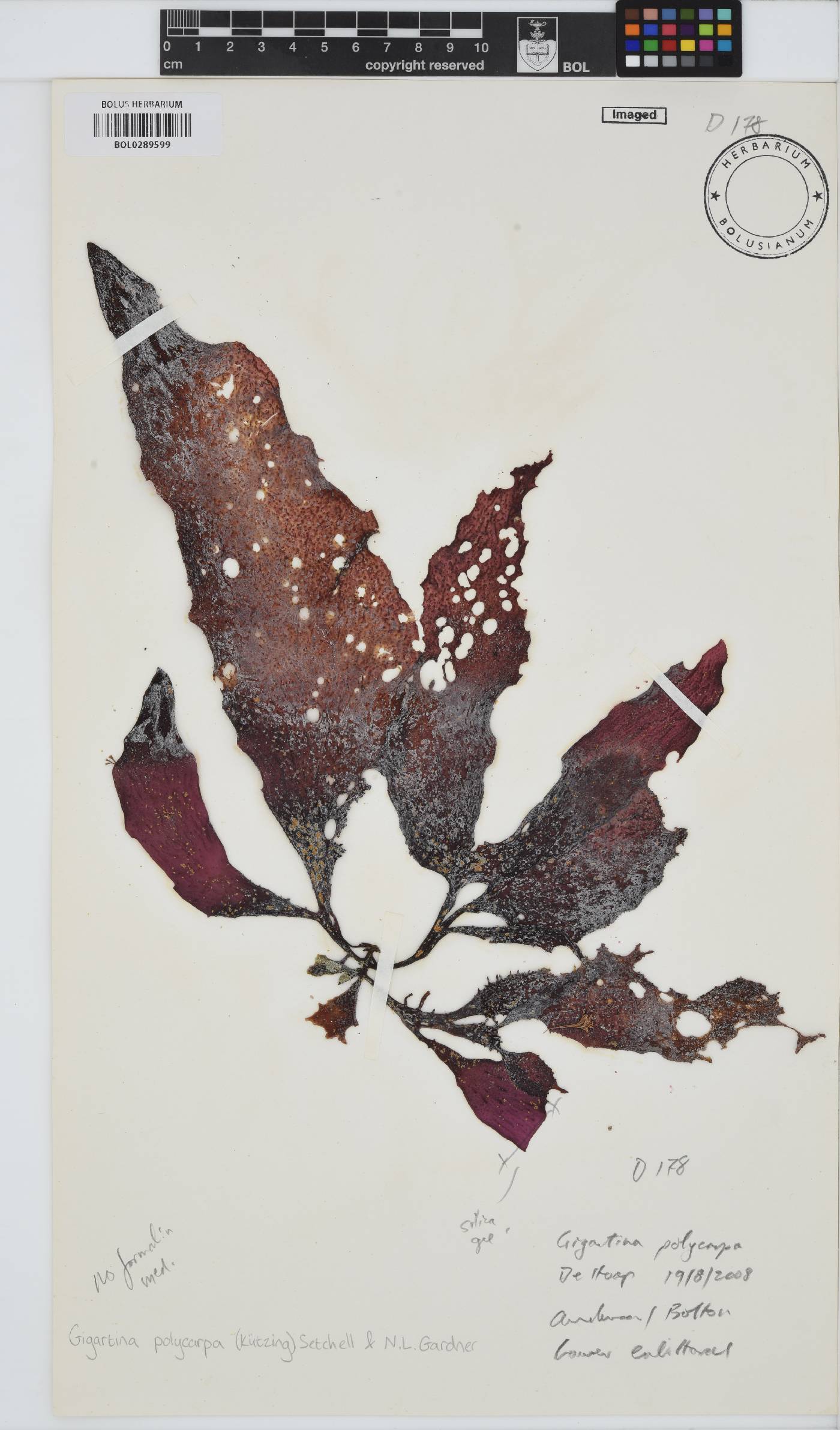 Gigartina polycarpa image