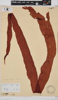 Grateloupia longifolia image