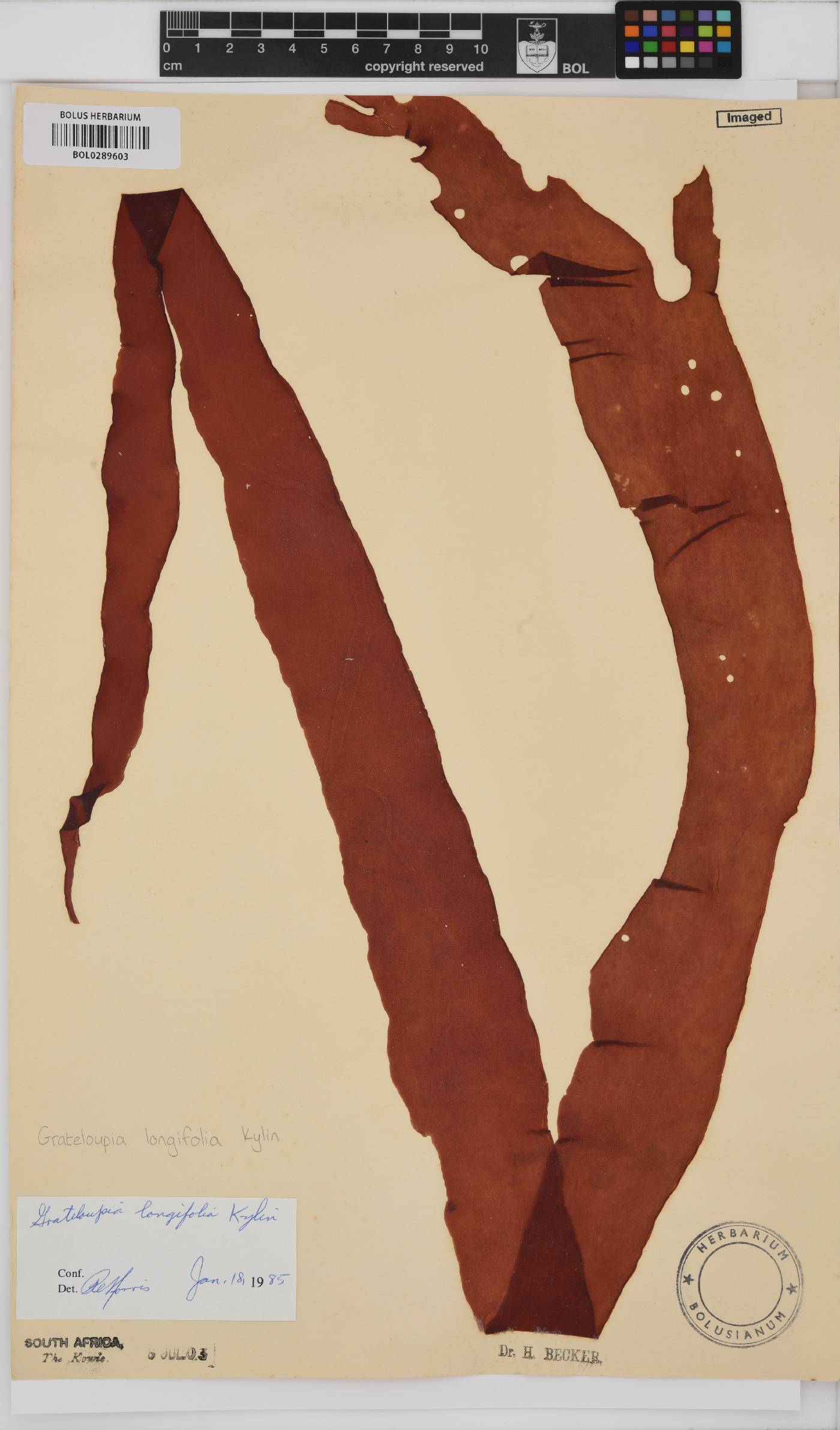 Grateloupia longifolia image