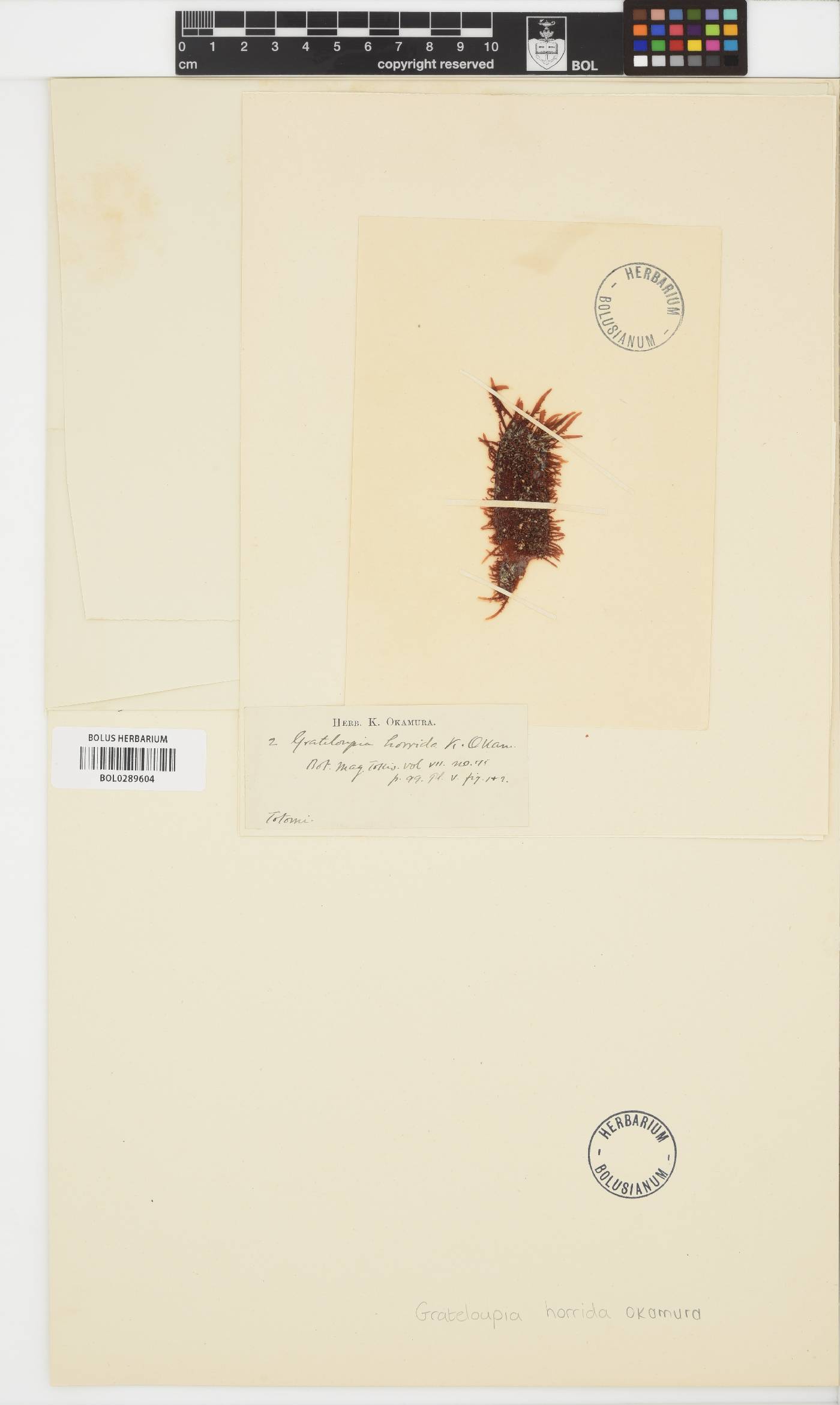 Polyopes lancifolius image