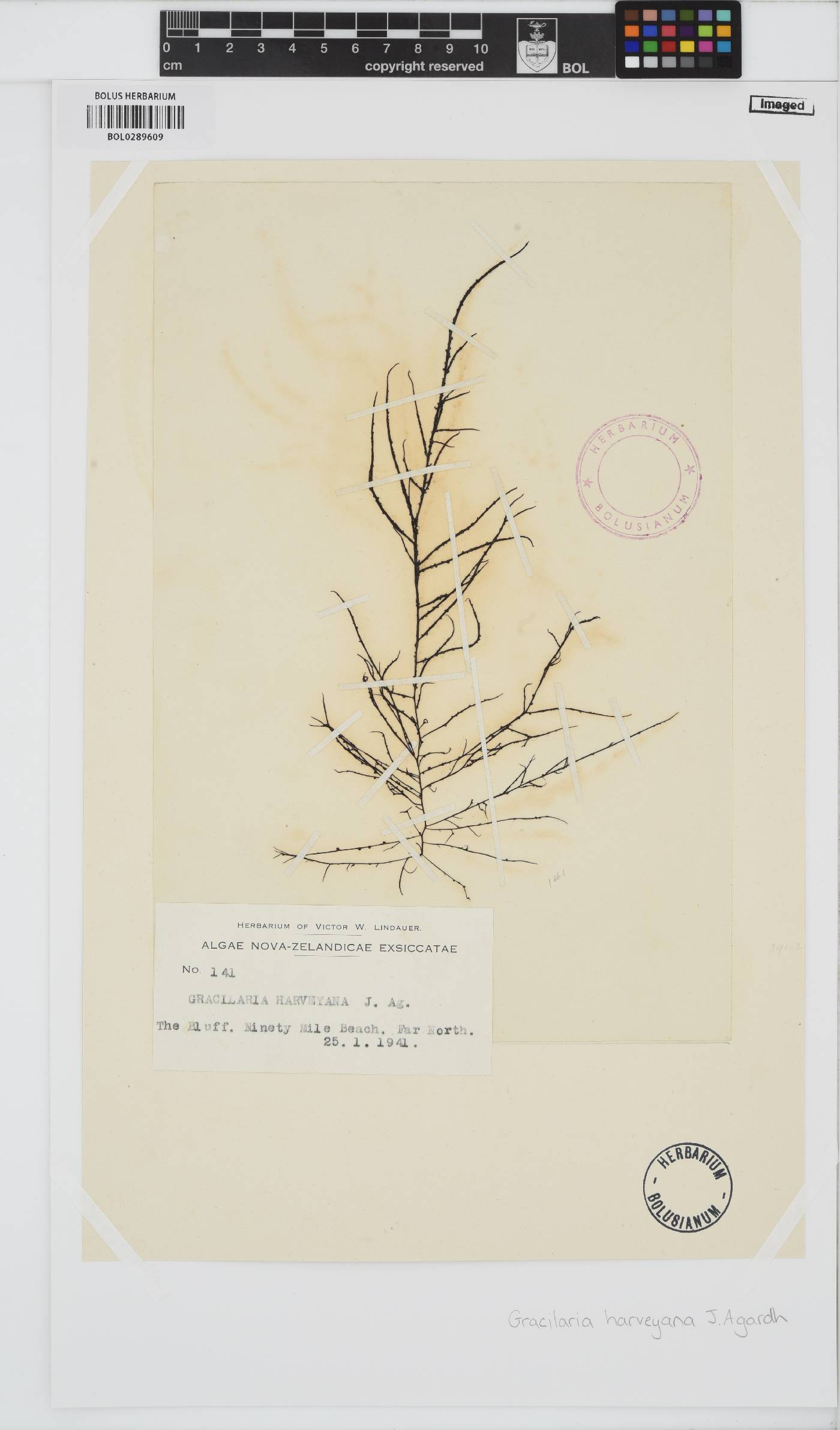 Gracilaria flagelliformis image
