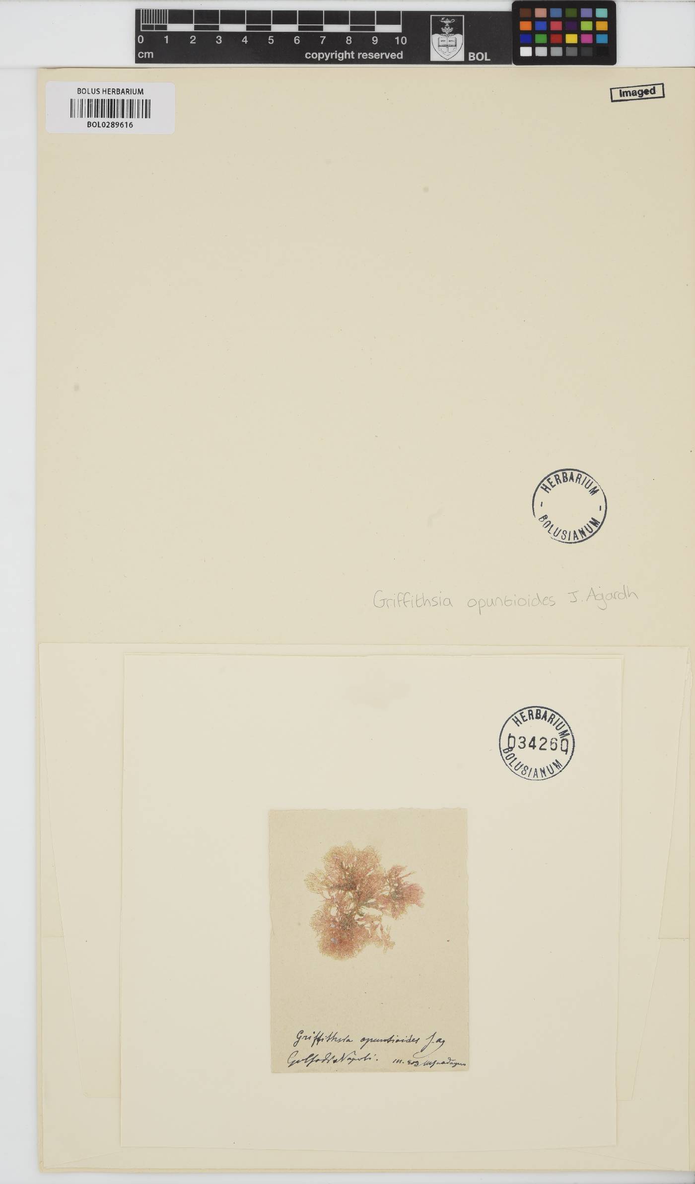 Griffithsia opuntioides image