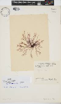 Hypnea ecklonii image