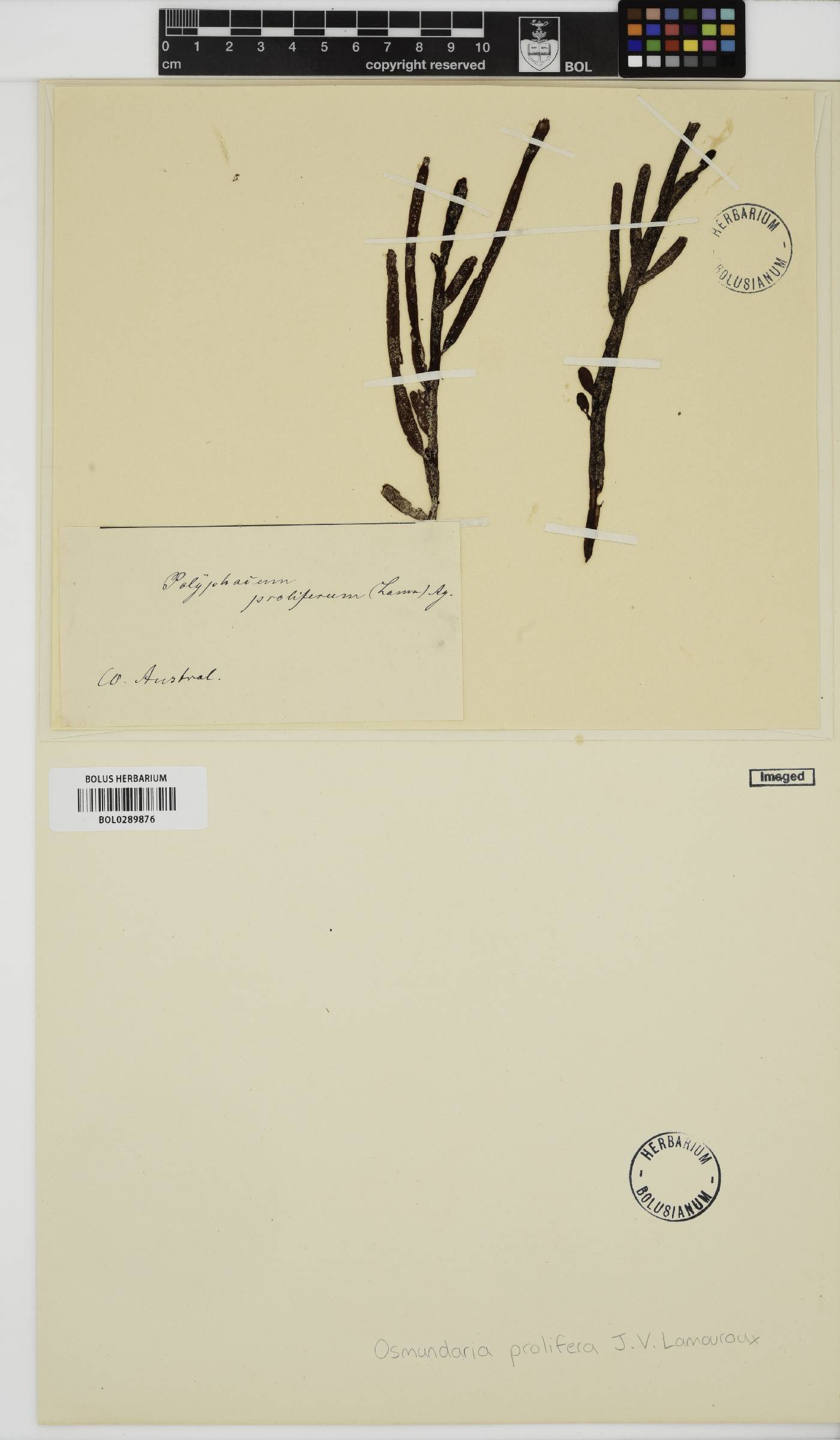 Osmundaria prolifera image