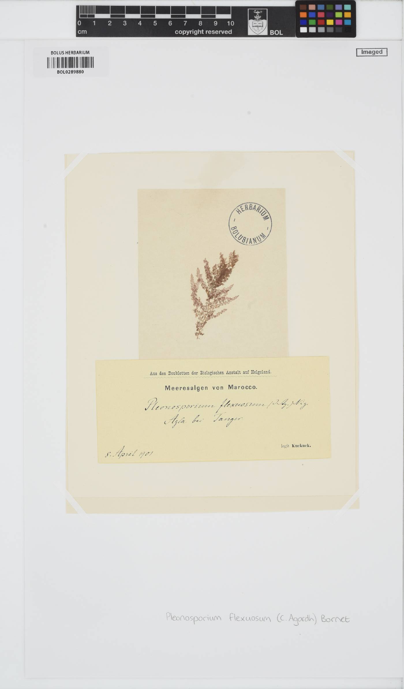 Pleonosporium flexuosum image