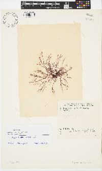Hypnea ecklonii image